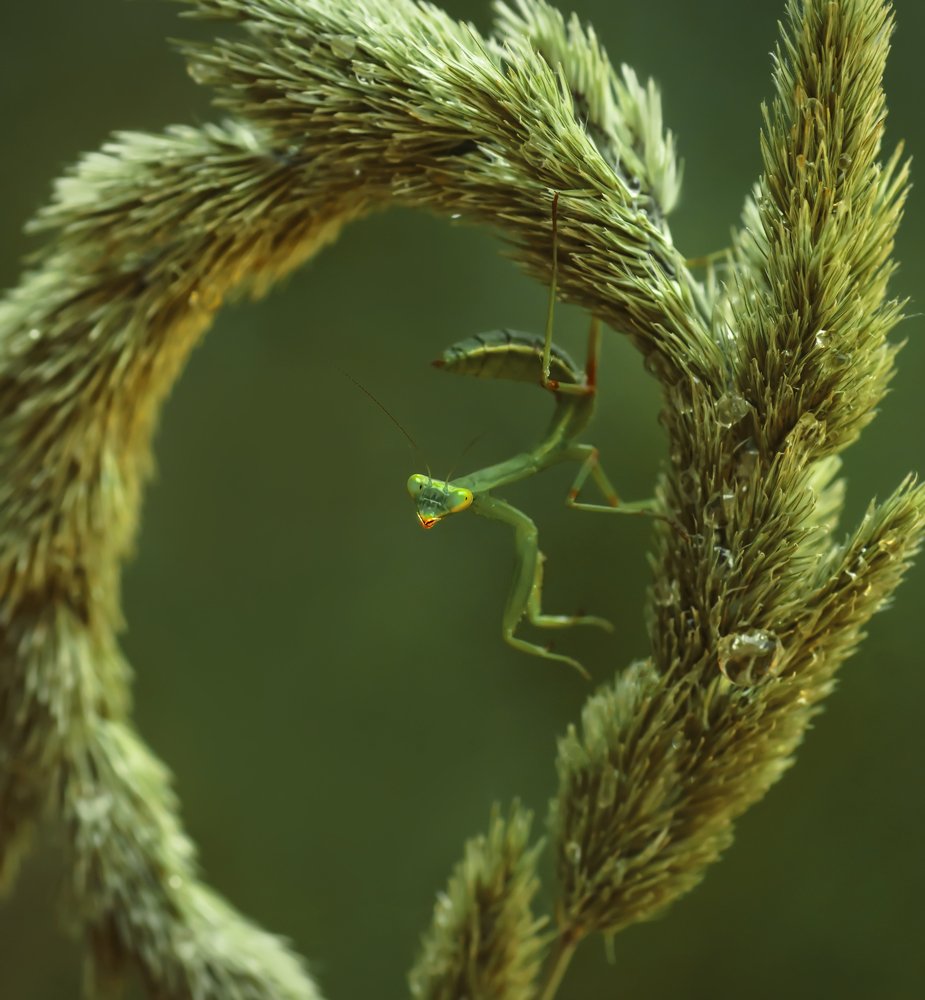 Photograph by Тараненко Анжелика