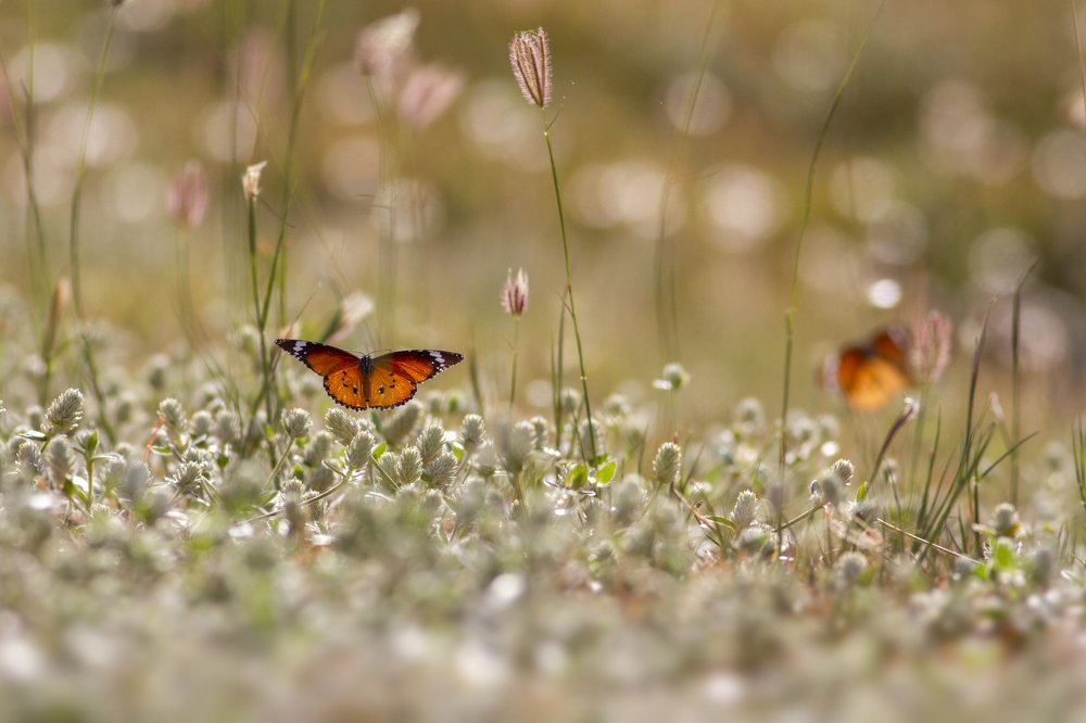 Photograph by Senadheera Danushka