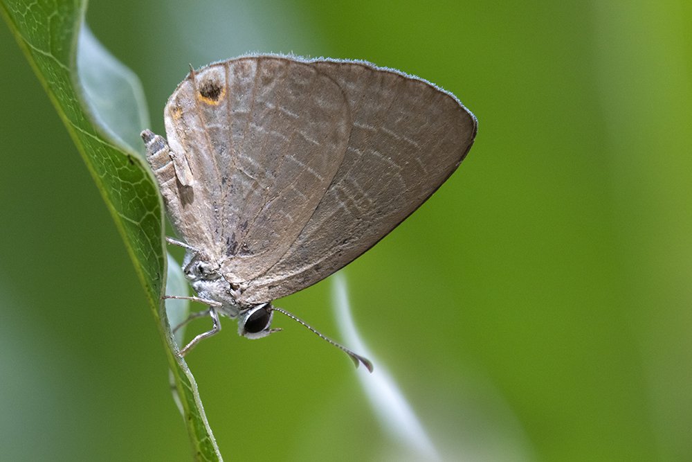 Photograph by Senadheera Danushka