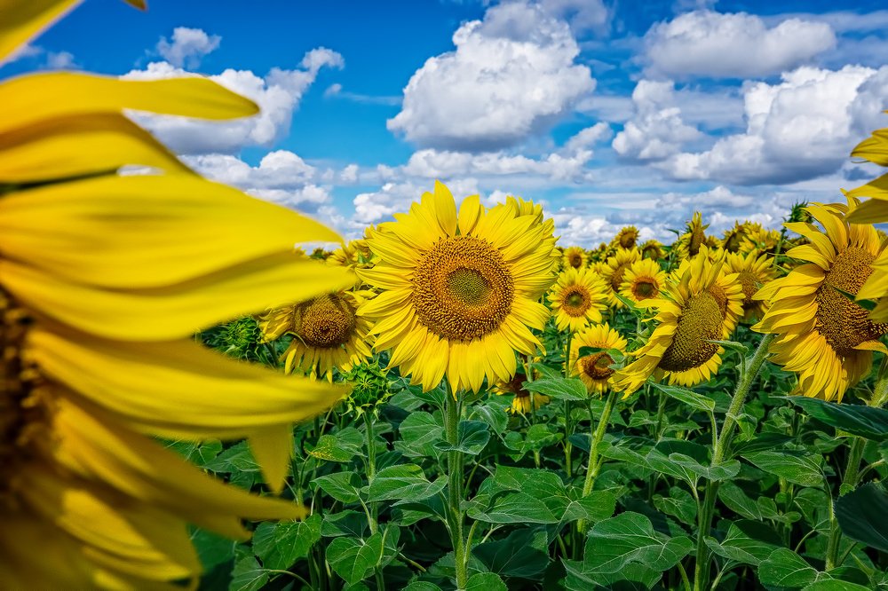 Подсолнухи.