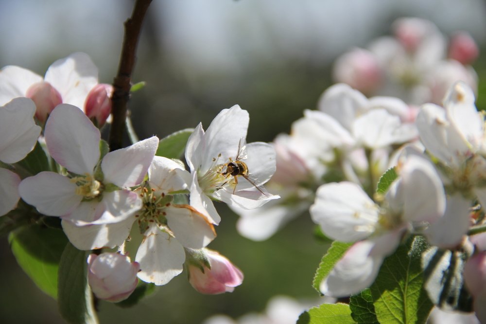 Весенний сбор