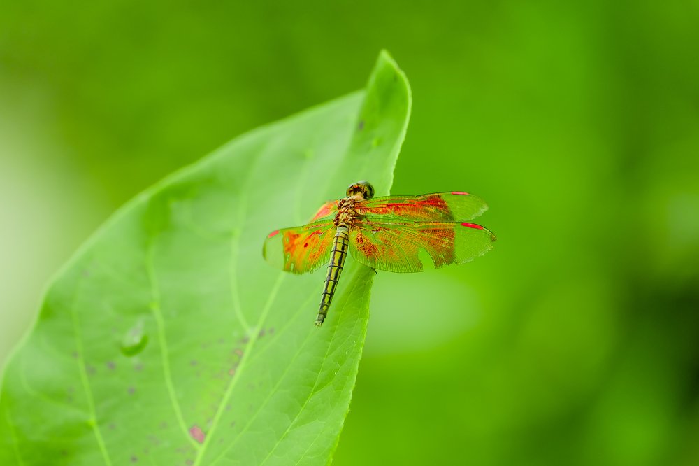 Photograph by firanurfitra