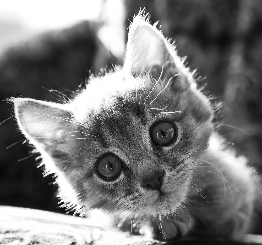 Photograph by Карякин Александр