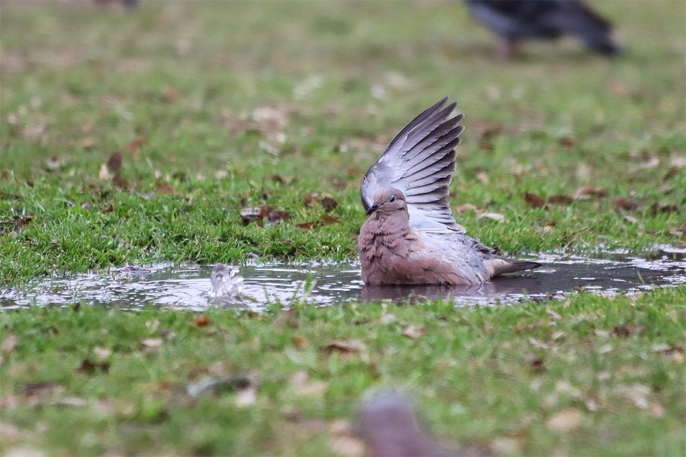 Фотография автора Alicia Rocca