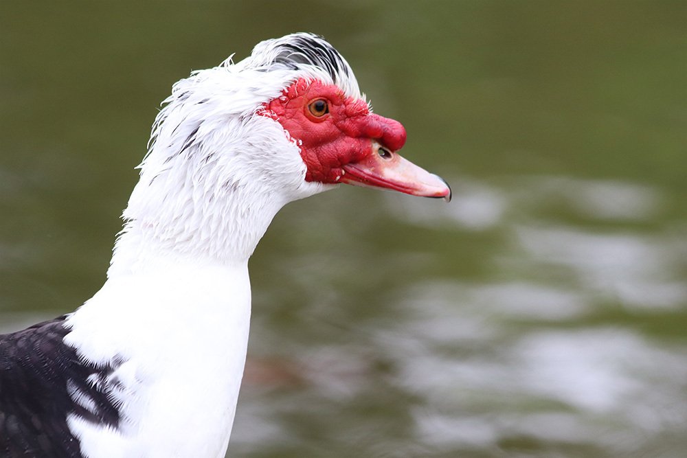 Фотография автора Alicia Rocca