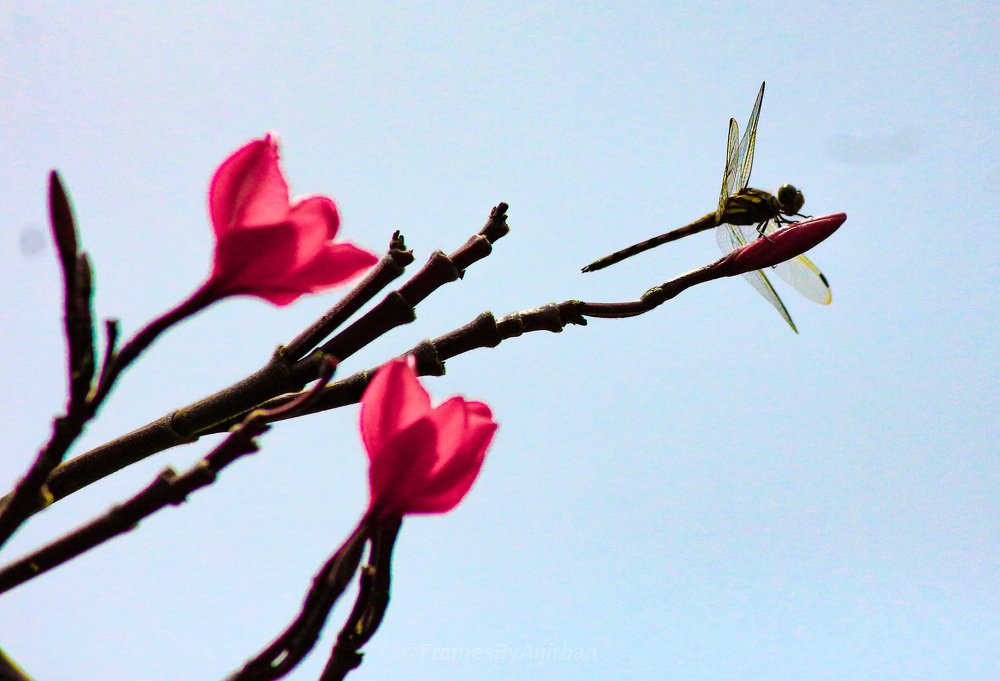 Photograph by ANIRBAN DEB