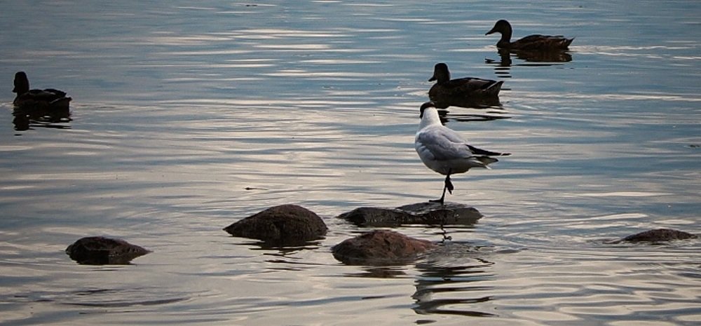 Photograph by Алина Веремеенко