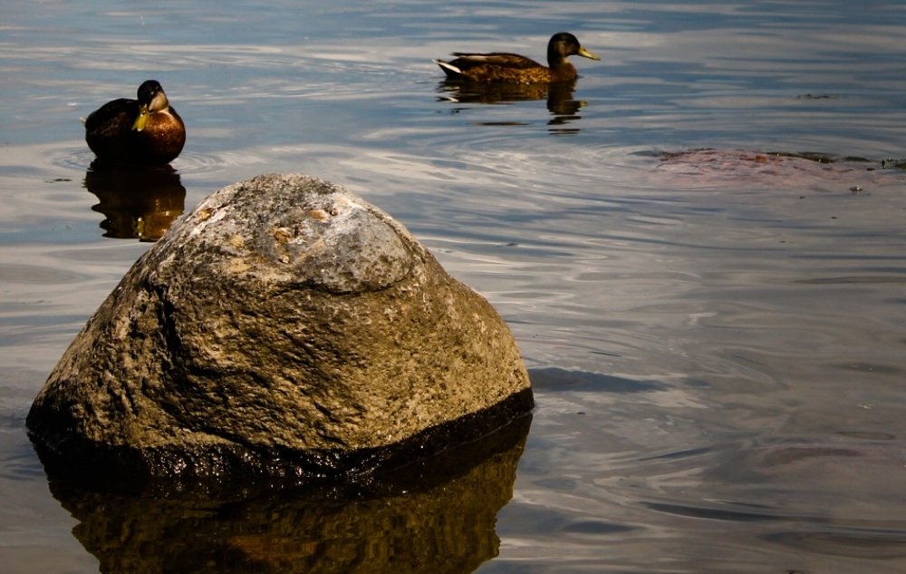 Photograph by Алина Веремеенко