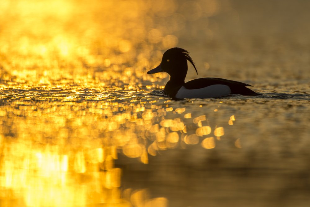 A swim in the golden lake!