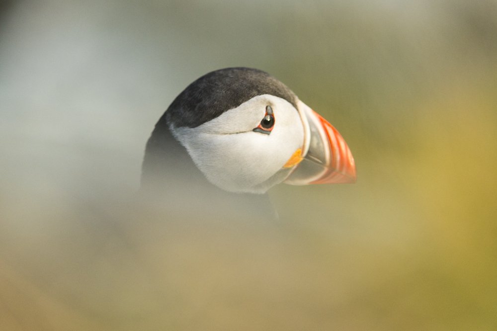The Puffin resting after the fish trip.