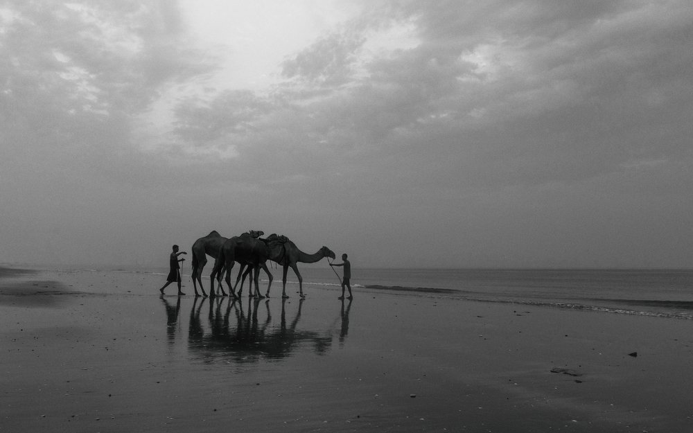 ARABIAN CAMEL IN THE SEA