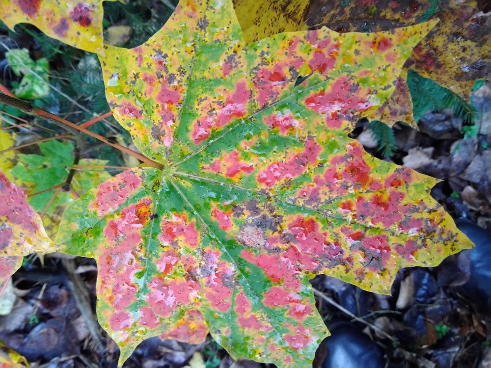 Причудливые краски осени