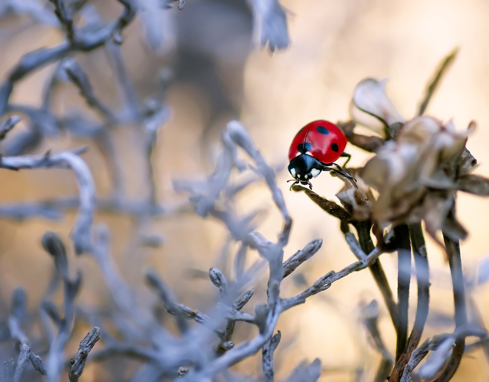 Photograph by Тараненко Анжелика