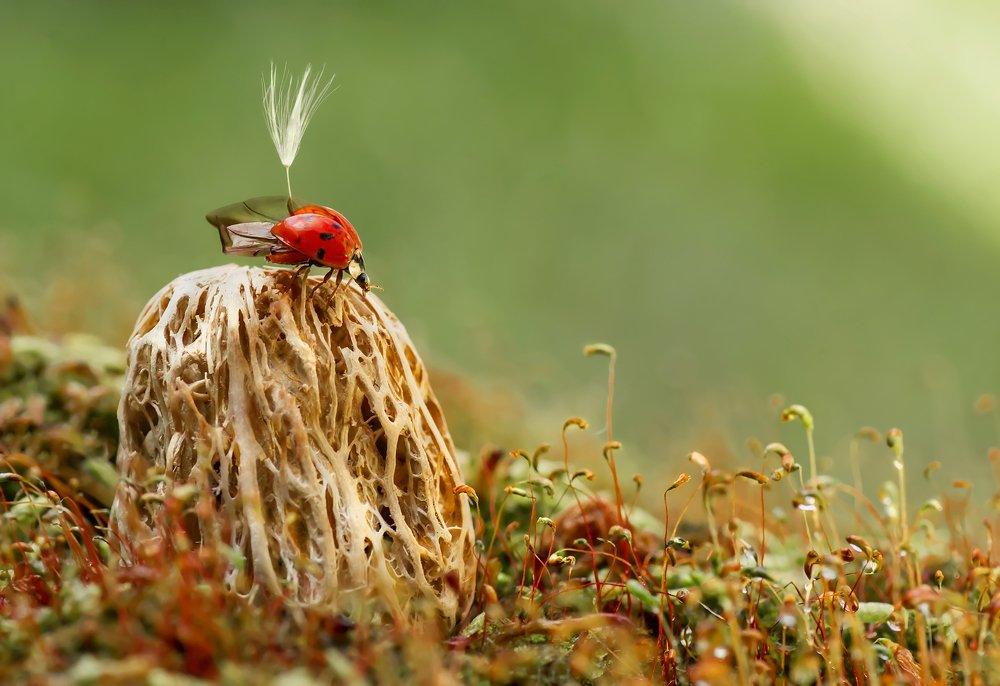 Photograph by Тараненко Анжелика