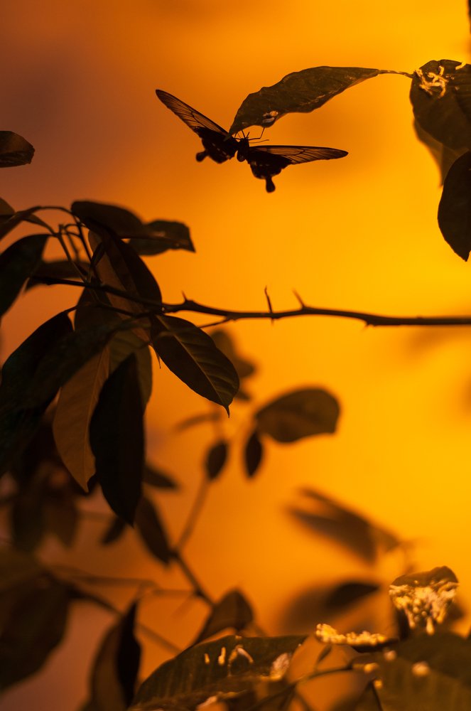 Photograph by Alekseu Maslovskiy