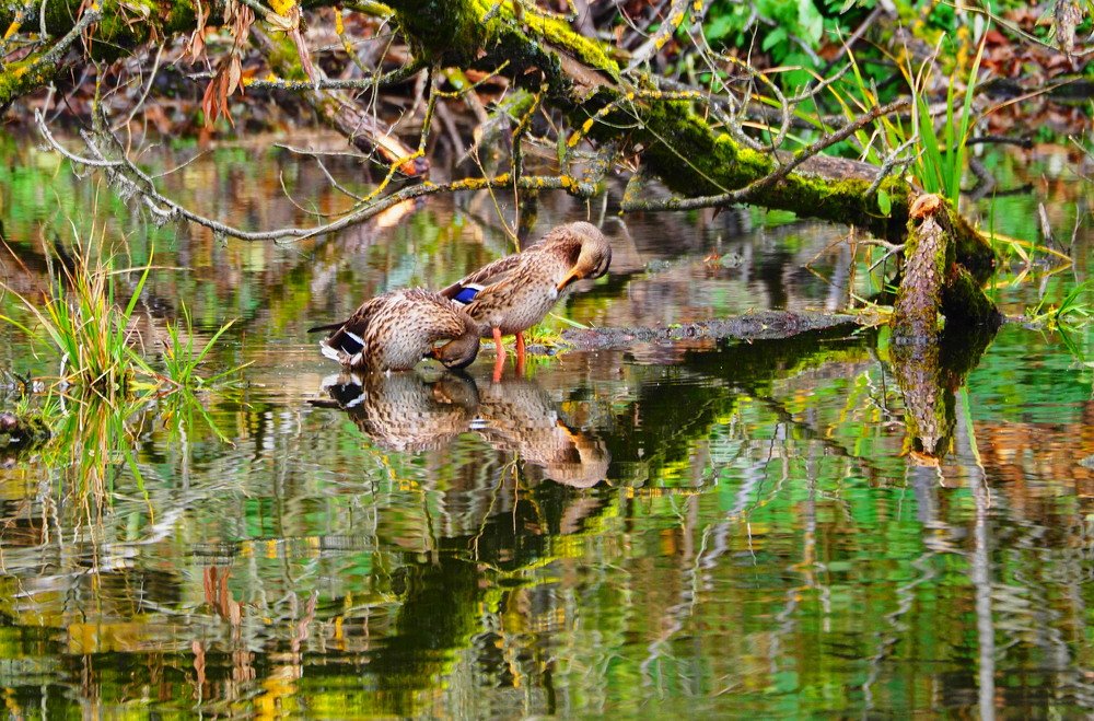 утренний моцион
