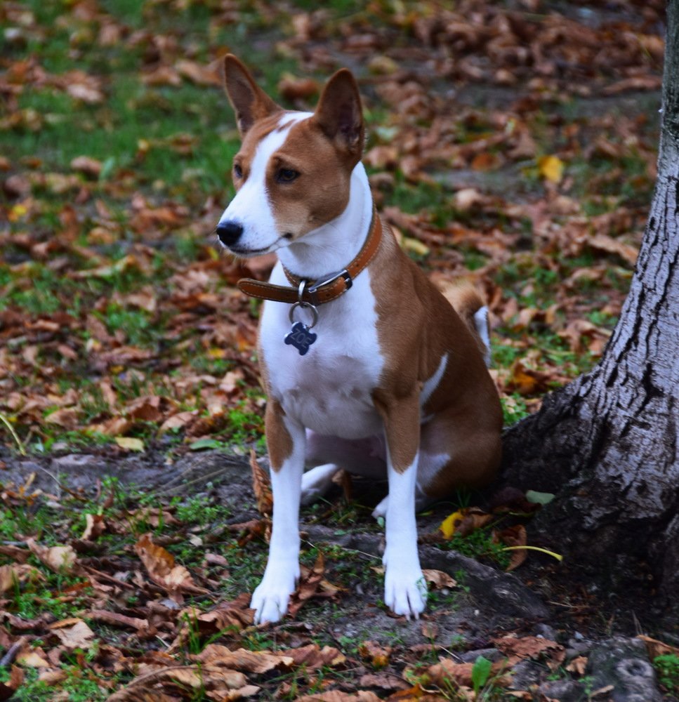 -Хозяйка велела смирно сидеть...  вот  и  сижу... позирую...