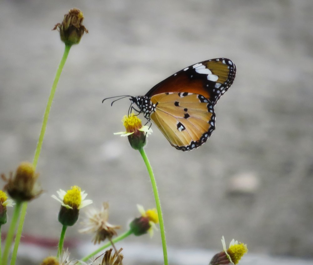 Photograph by Tun Ko Ko
