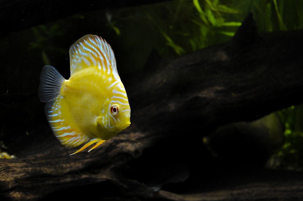 Photograph by Karen Alvarado Tananta