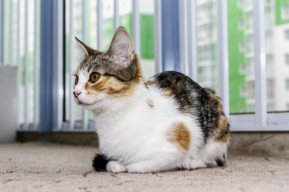 Портрет кышули..