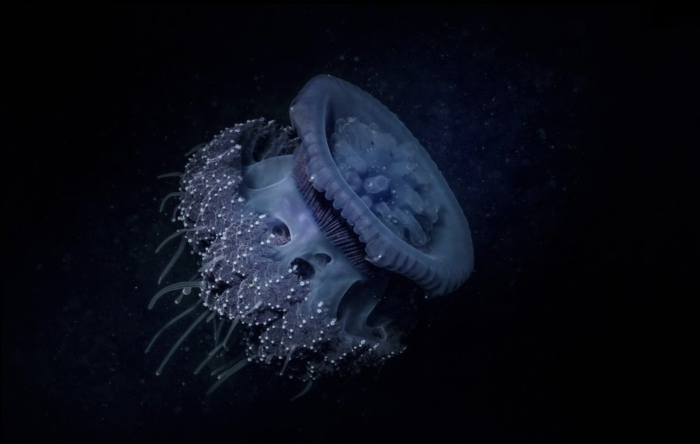 Photograph by Димитрий Евтушик