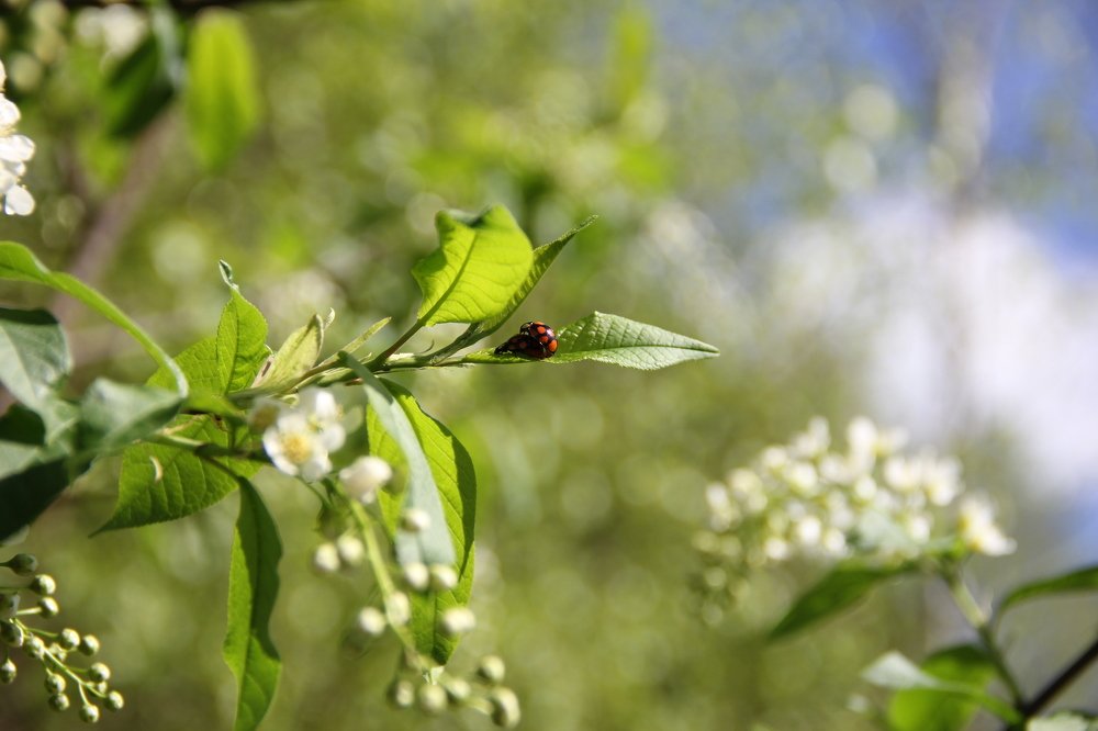 Весенняя любовь в лучах дневного света