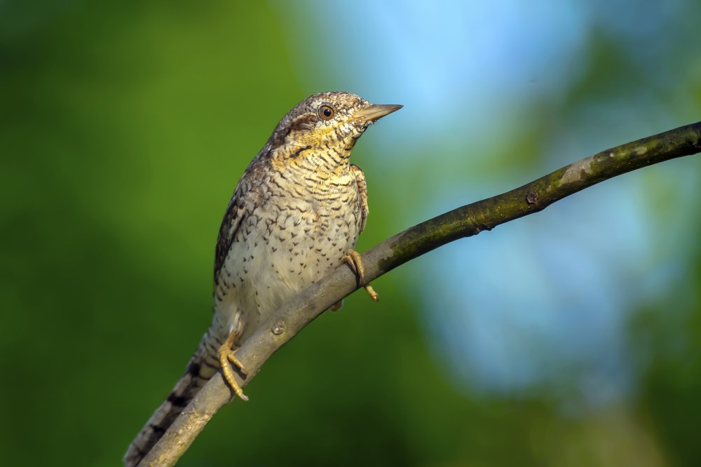 Photograph by Krzysztof Kozlowski