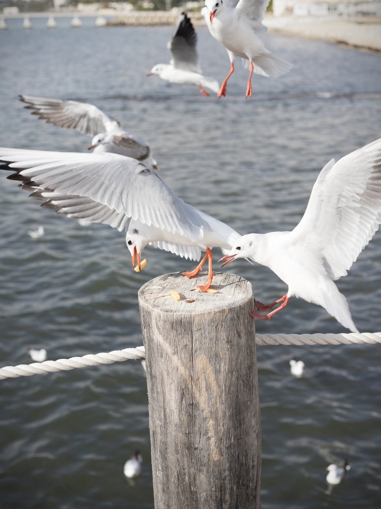 Photograph by Дмитрий Ромашов