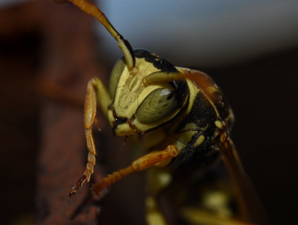 Photograph by John Papoulias