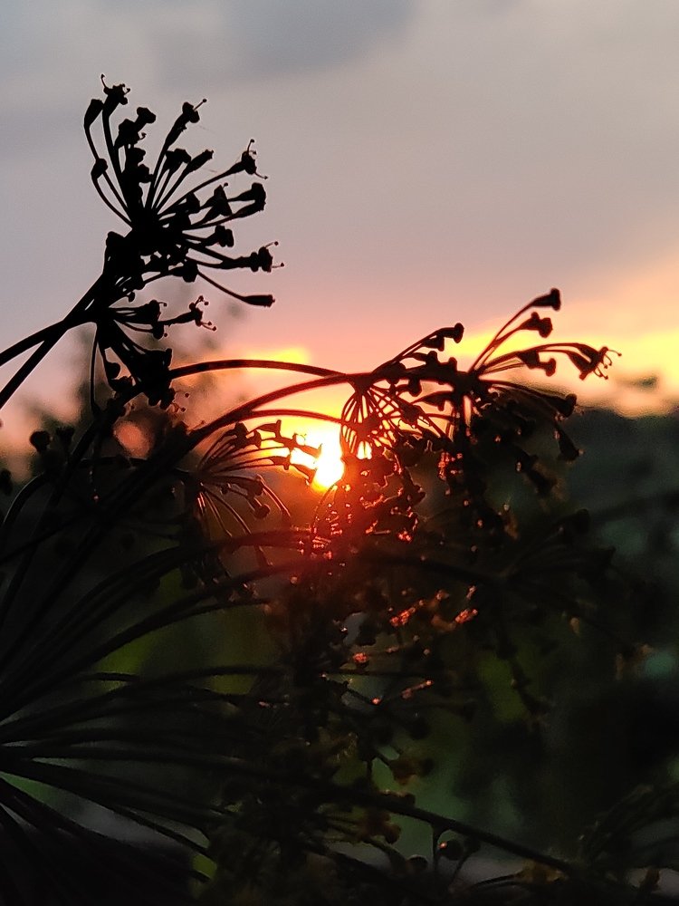 Village sunset