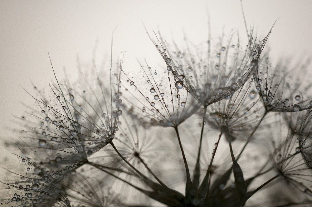 Dew on fluff umbrellas