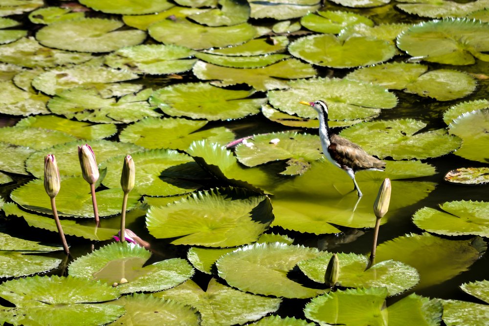 Photograph by Karen Alvarado Tananta