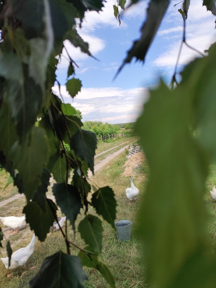 Photo #5097052