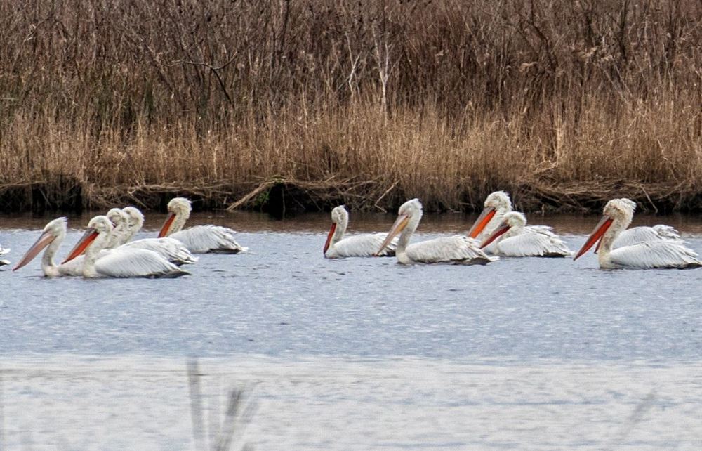 Перелётные птицы аисты  на озере Палиастоми