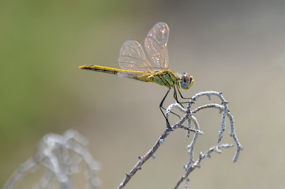 Photograph by Марина Ческис