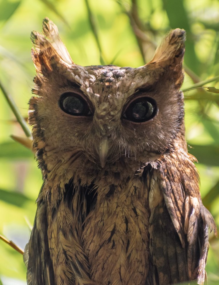 Collared scops owl