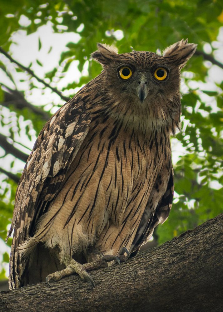 Brown fish owl