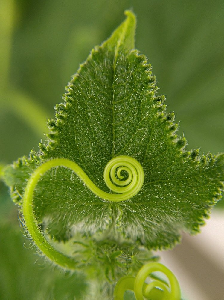 Фотография автора Наталья Алексеева