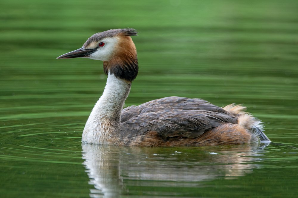 Фотография автора Татьяна Ливеровская