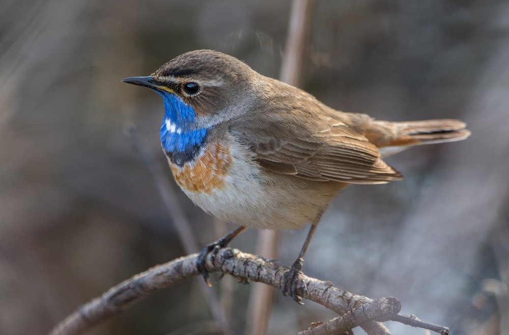 Фотография автора Татьяна Ливеровская