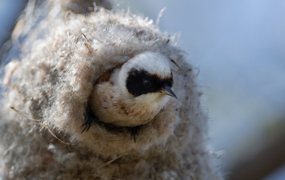 Фотография автора Татьяна Ливеровская