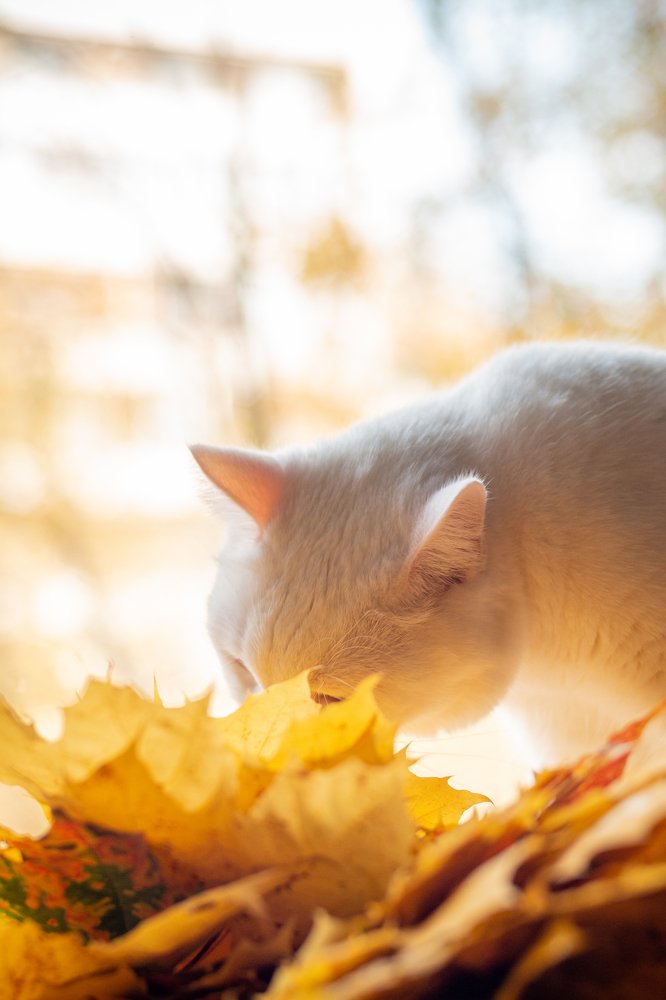 Осень на подоконнике