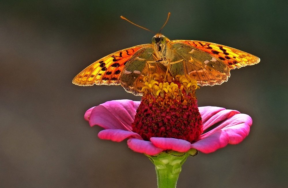 Photograph by Айдын Мехтиев