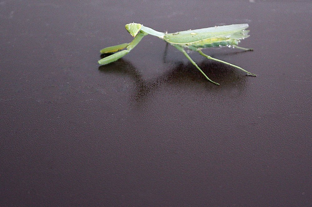 Photograph by Мария Самоловова