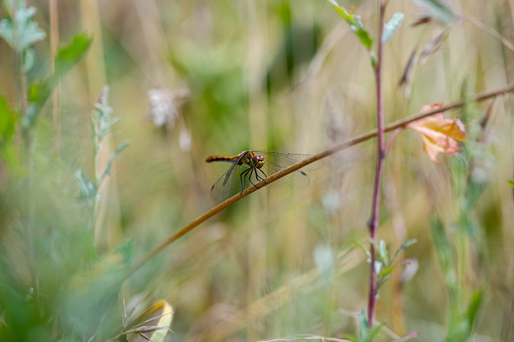 Photograph by Дмитрий Крючков