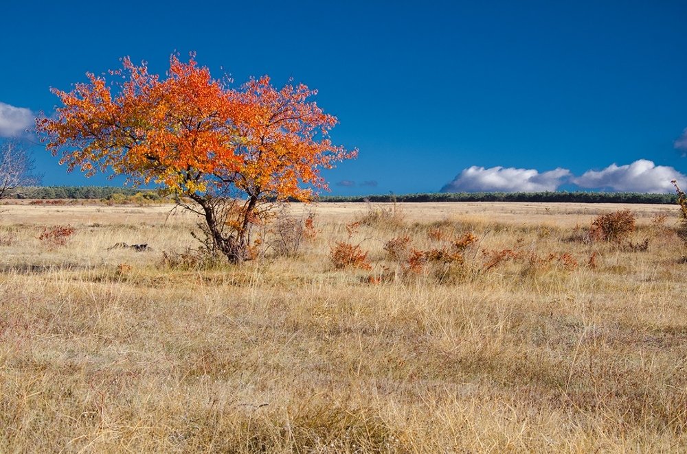 Дикая абрикоса в октябре