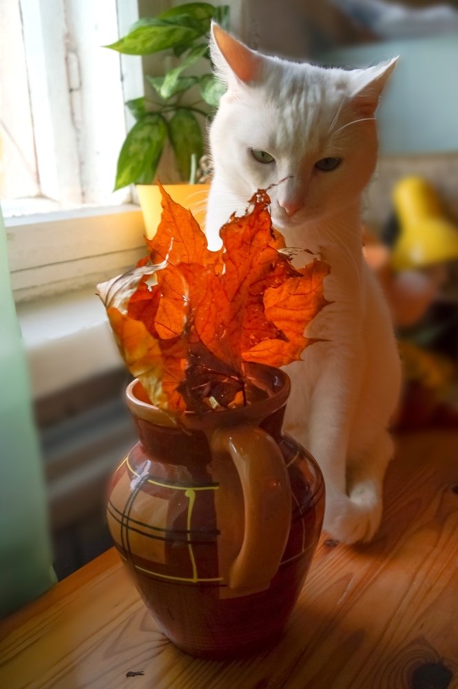 Скоро будет неизбежный дефицит тепла. Значит снова будут в моде тёплые коты"