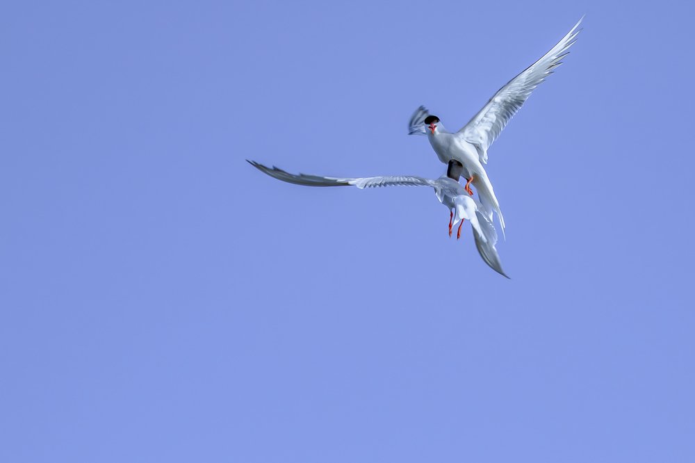 Photograph by Ali Rıza İzgi