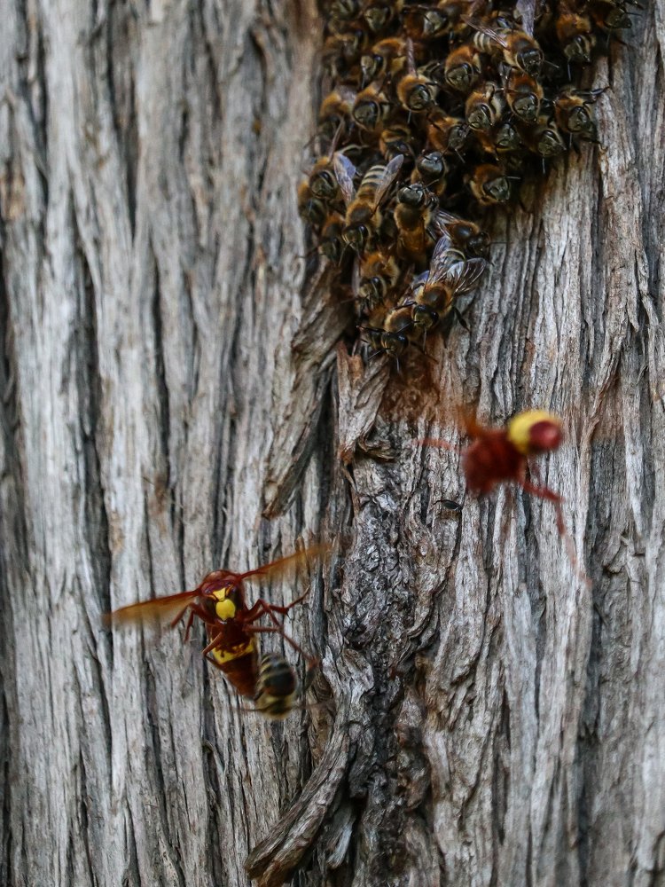 Photograph by Георгий Акопджанов