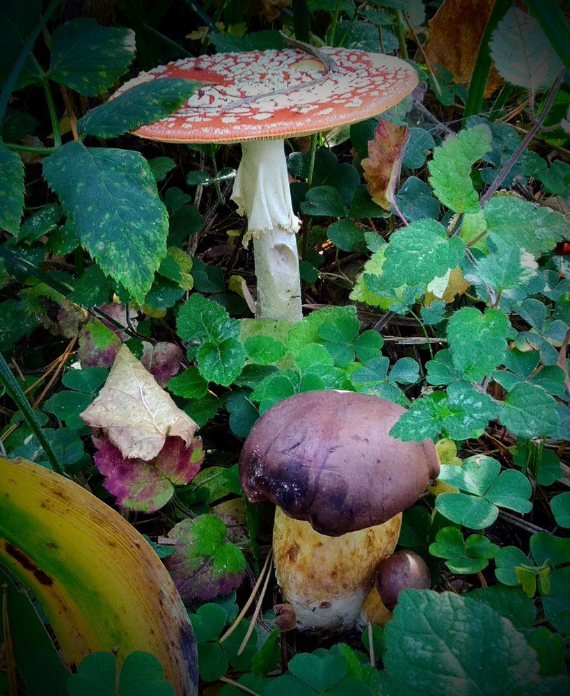 Подарок леса.